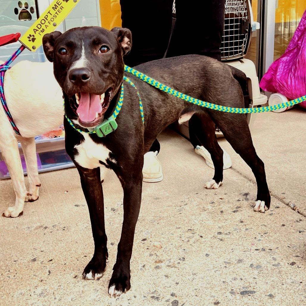 Enlarge Stitch, a Adoptable Mixed Breed in Fredericksburg, VA image 4/5