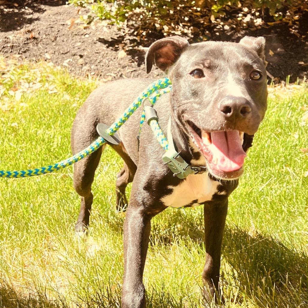 Enlarge Stitch, a Adoptable Mixed Breed in Fredericksburg, VA image 3/6
