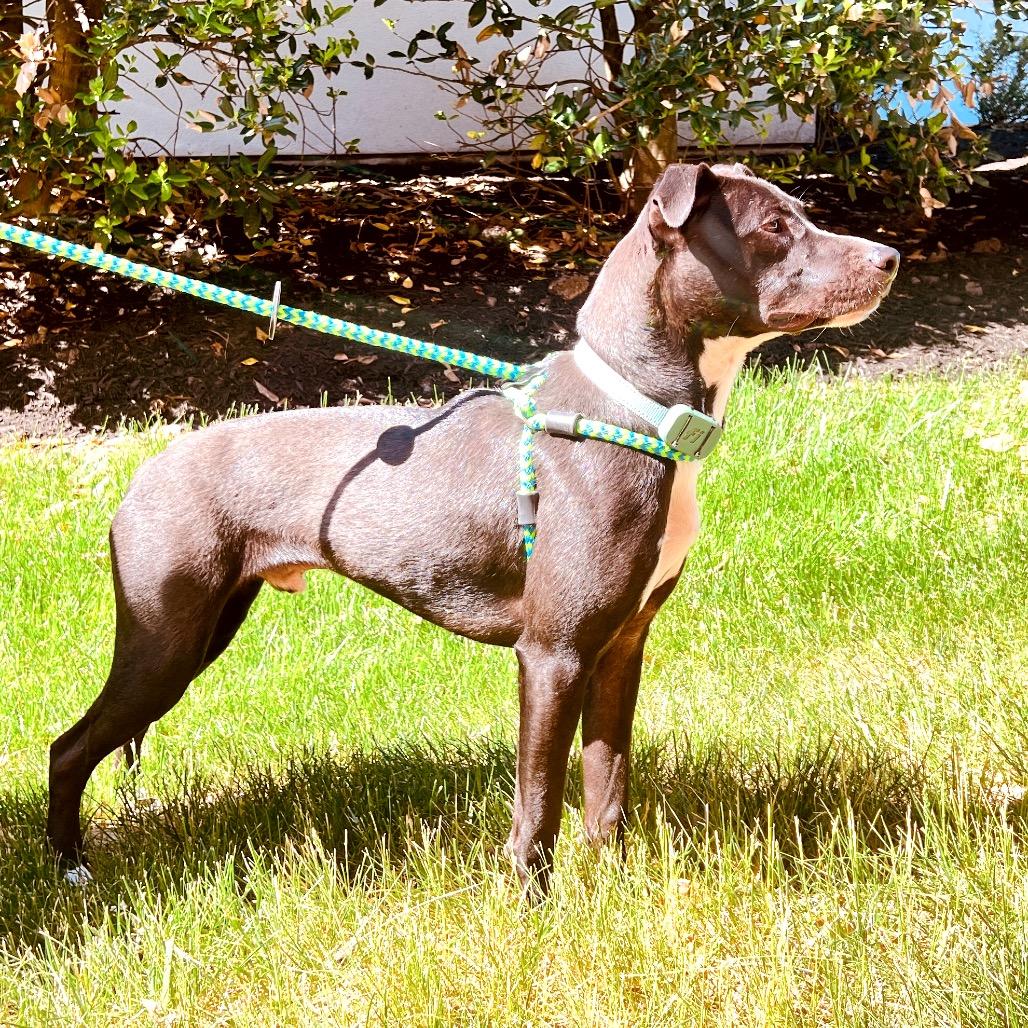 Enlarge Stitch, a Adoptable Mixed Breed in Fredericksburg, VA image 4/6