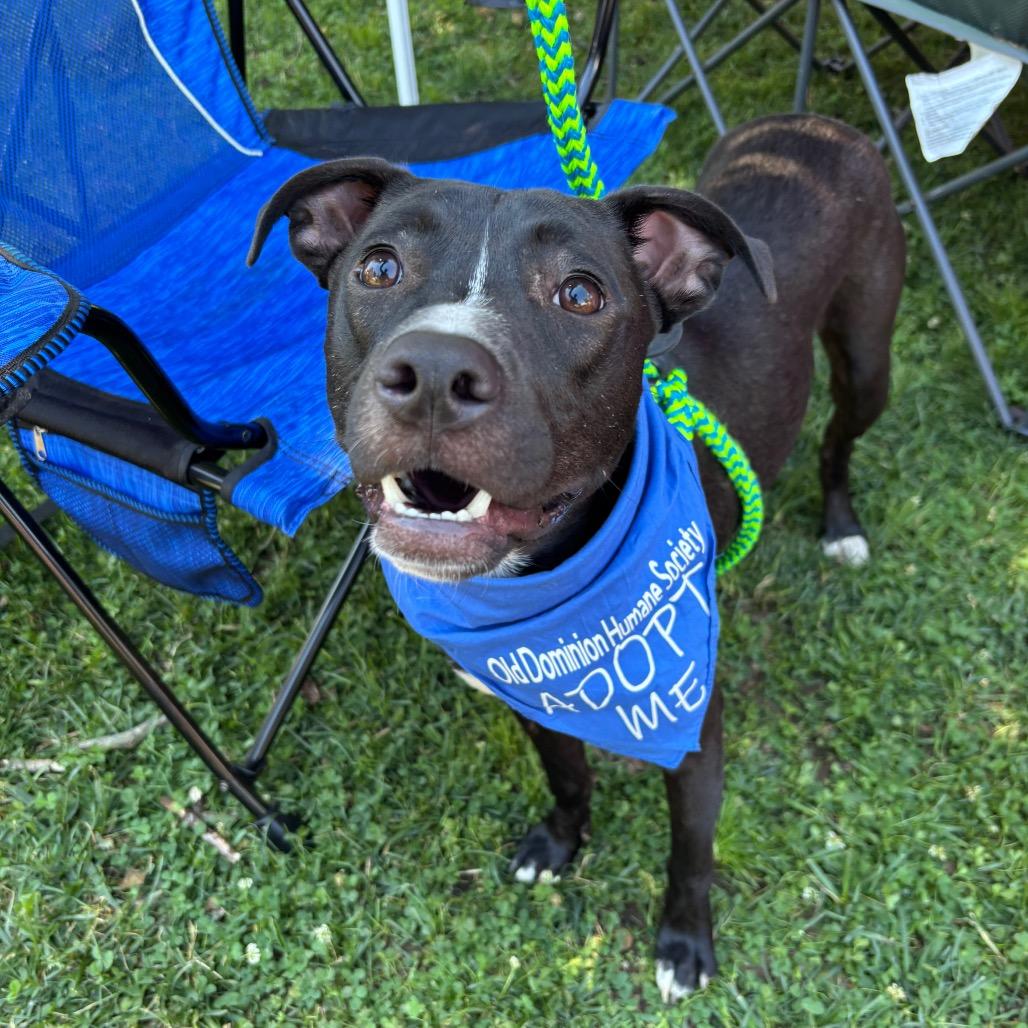 Stitch, a Adoptable Mixed Breed in Fredericksburg, VA image 5/5