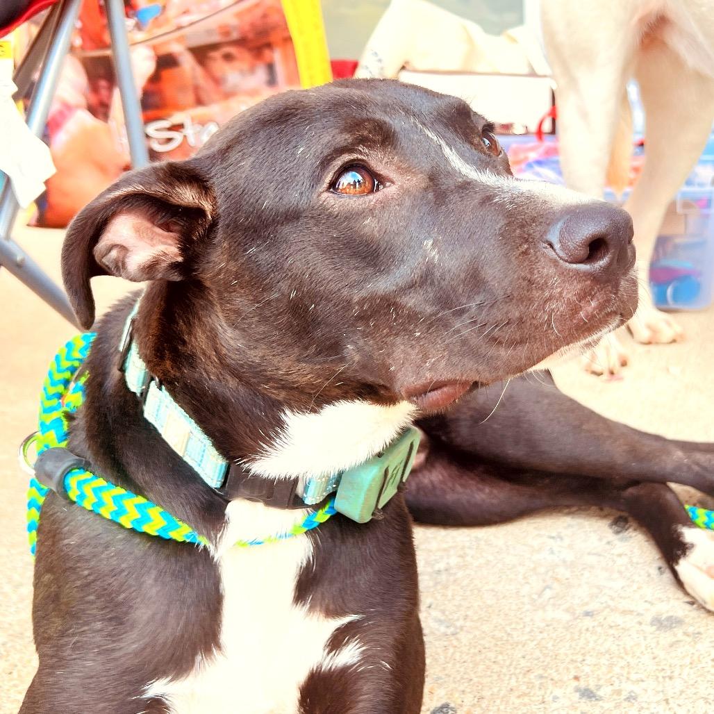 Enlarge Stitch, a Adoptable Mixed Breed in Fredericksburg, VA image 5/6