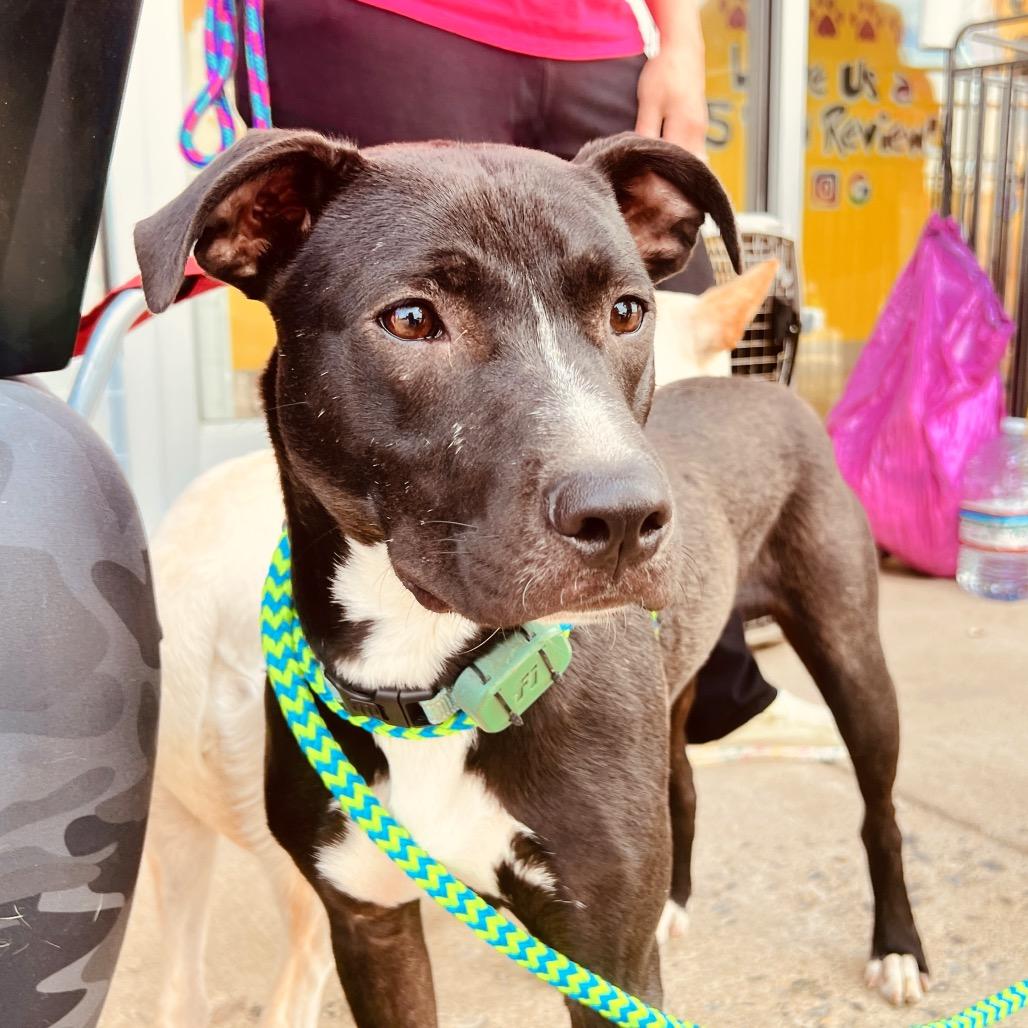 Enlarge Stitch, a Adoptable Mixed Breed in Fredericksburg, VA image 6/6