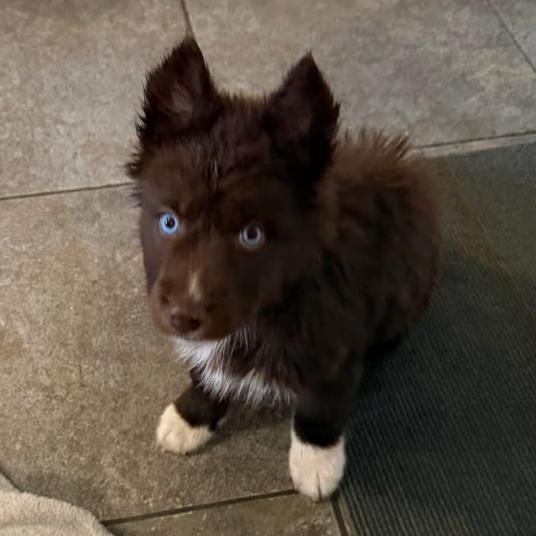 Kodiak, Adoptable, Puppy Male Husky & Mixed Breed.