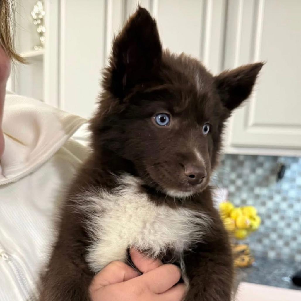 Enlarge Kodiak, a Adoptable mixed breed in Joliet, IL image 2/6