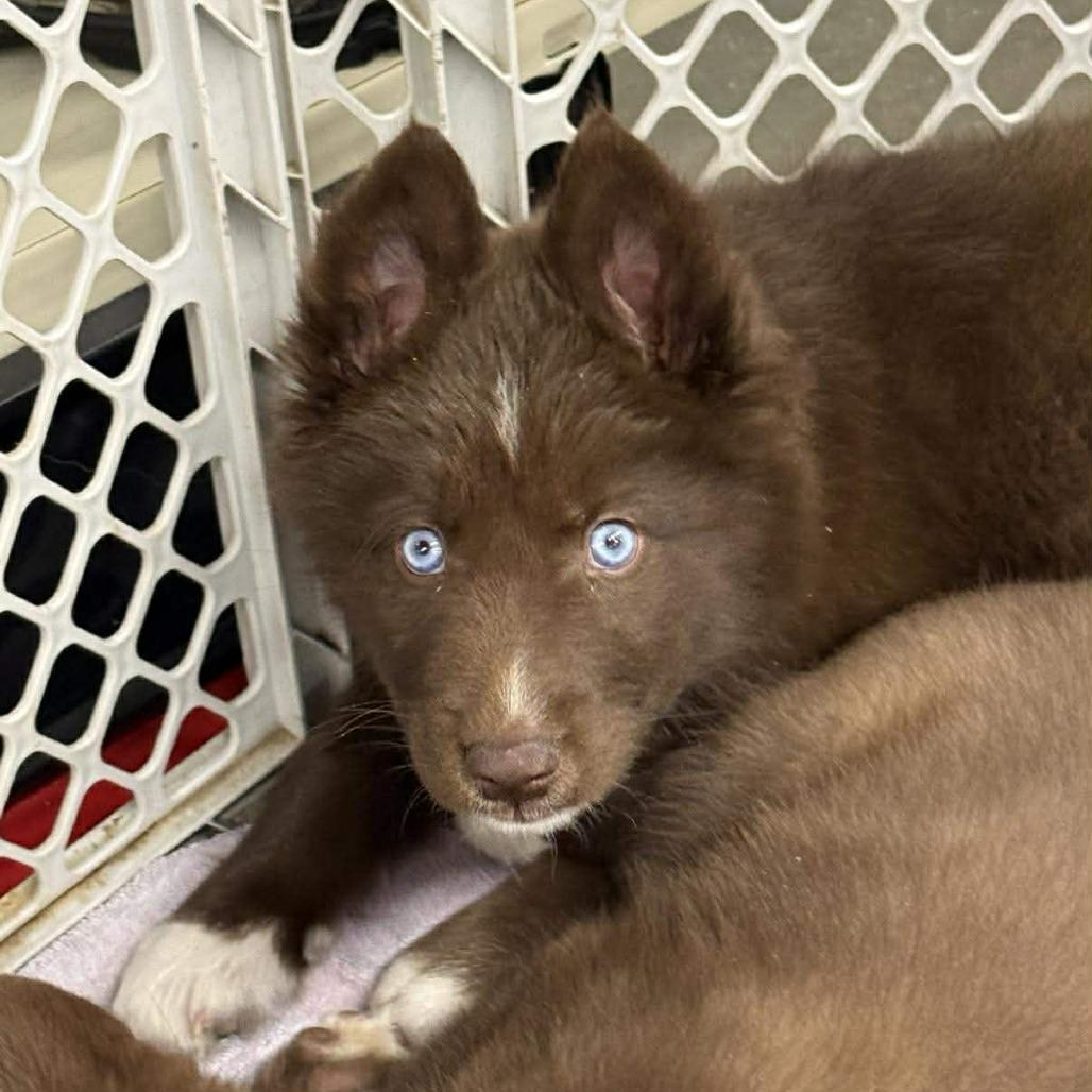 Enlarge Kodiak, a Adoptable mixed breed in Joliet, IL image 3/6