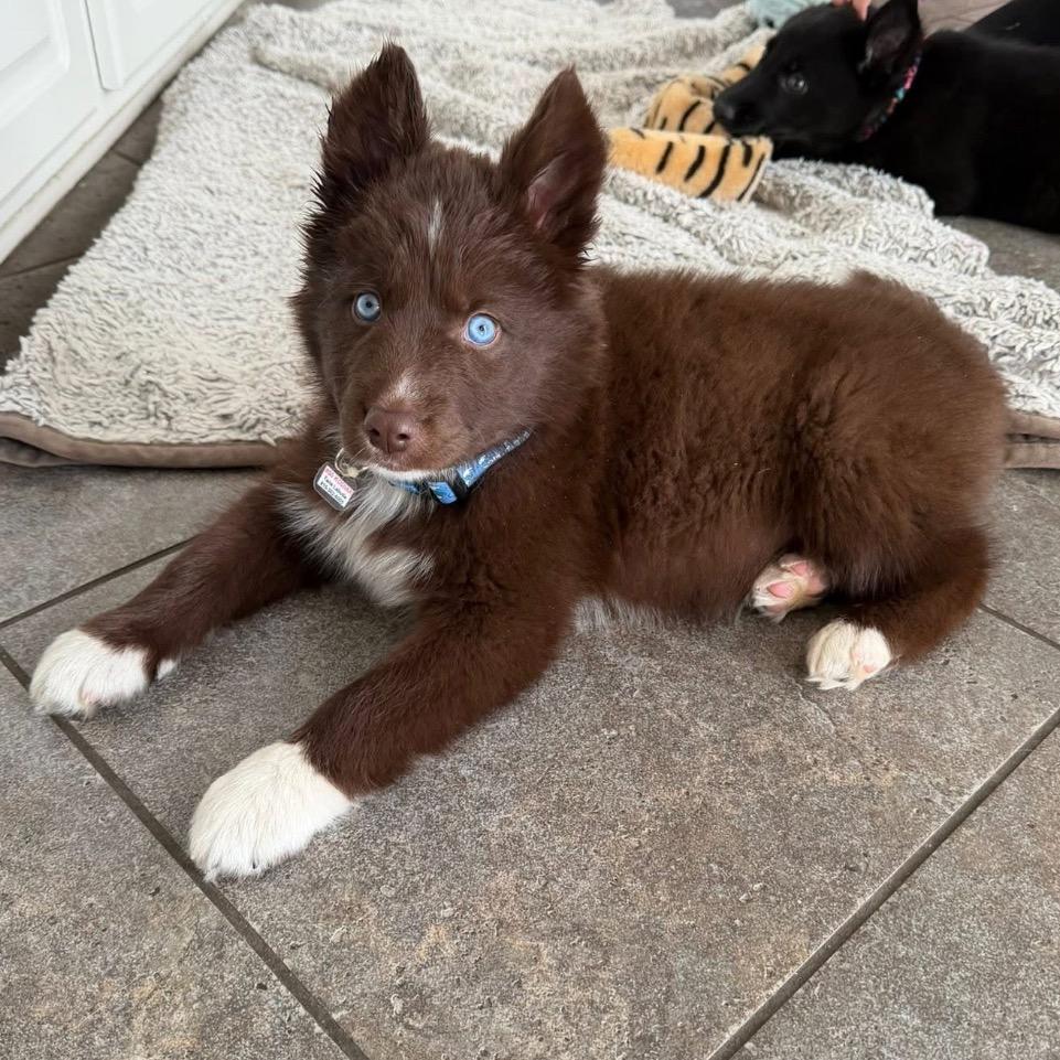 Enlarge Kodiak, a Adoptable mixed breed in Joliet, IL image 4/6