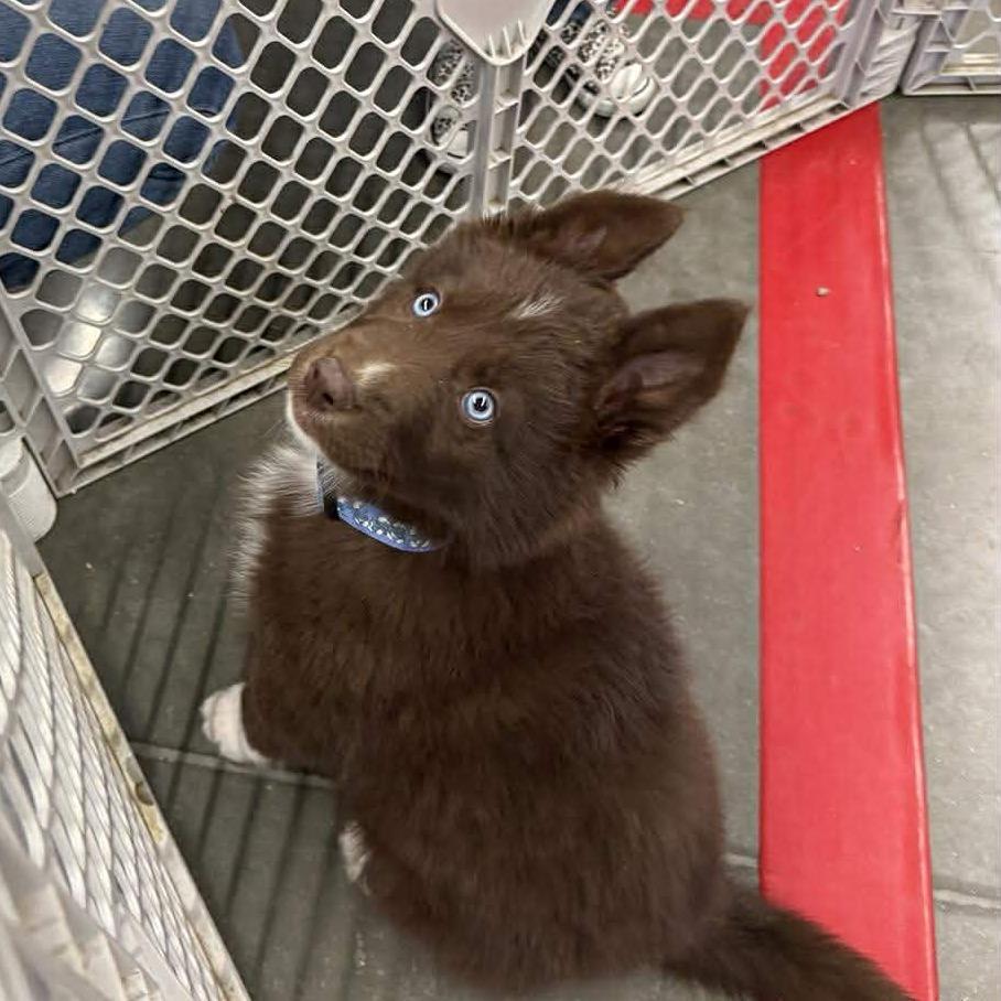 Enlarge Kodiak, a Adoptable mixed breed in Joliet, IL image 6/6