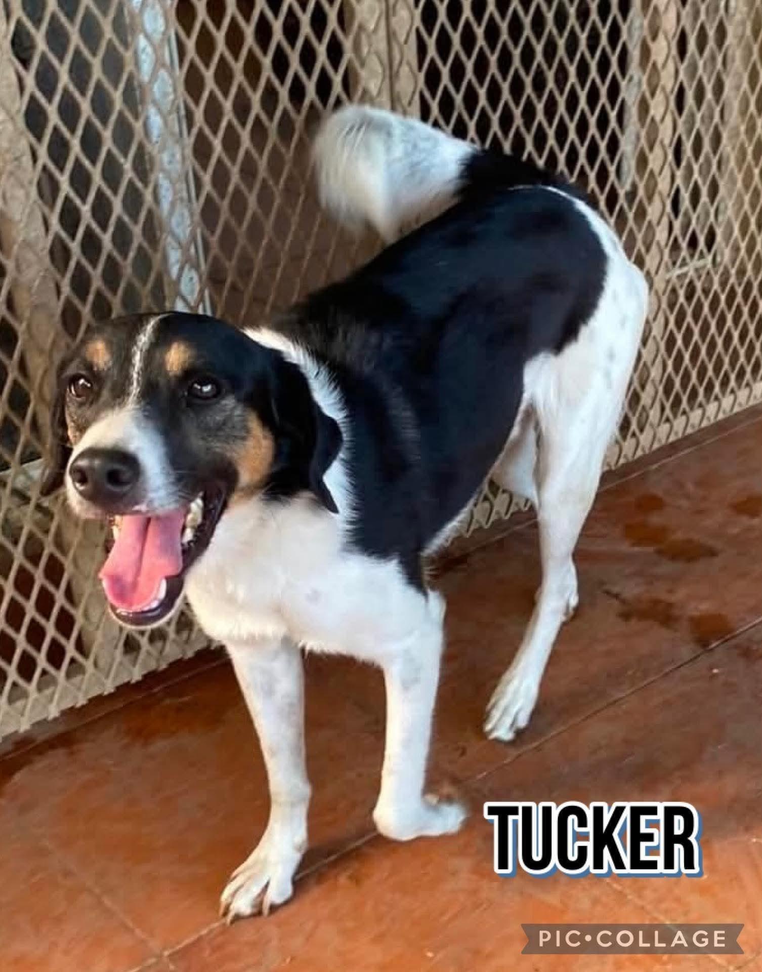Enlarge Tucker, a Adoptable mixed breed in Milford, NH image 2/3