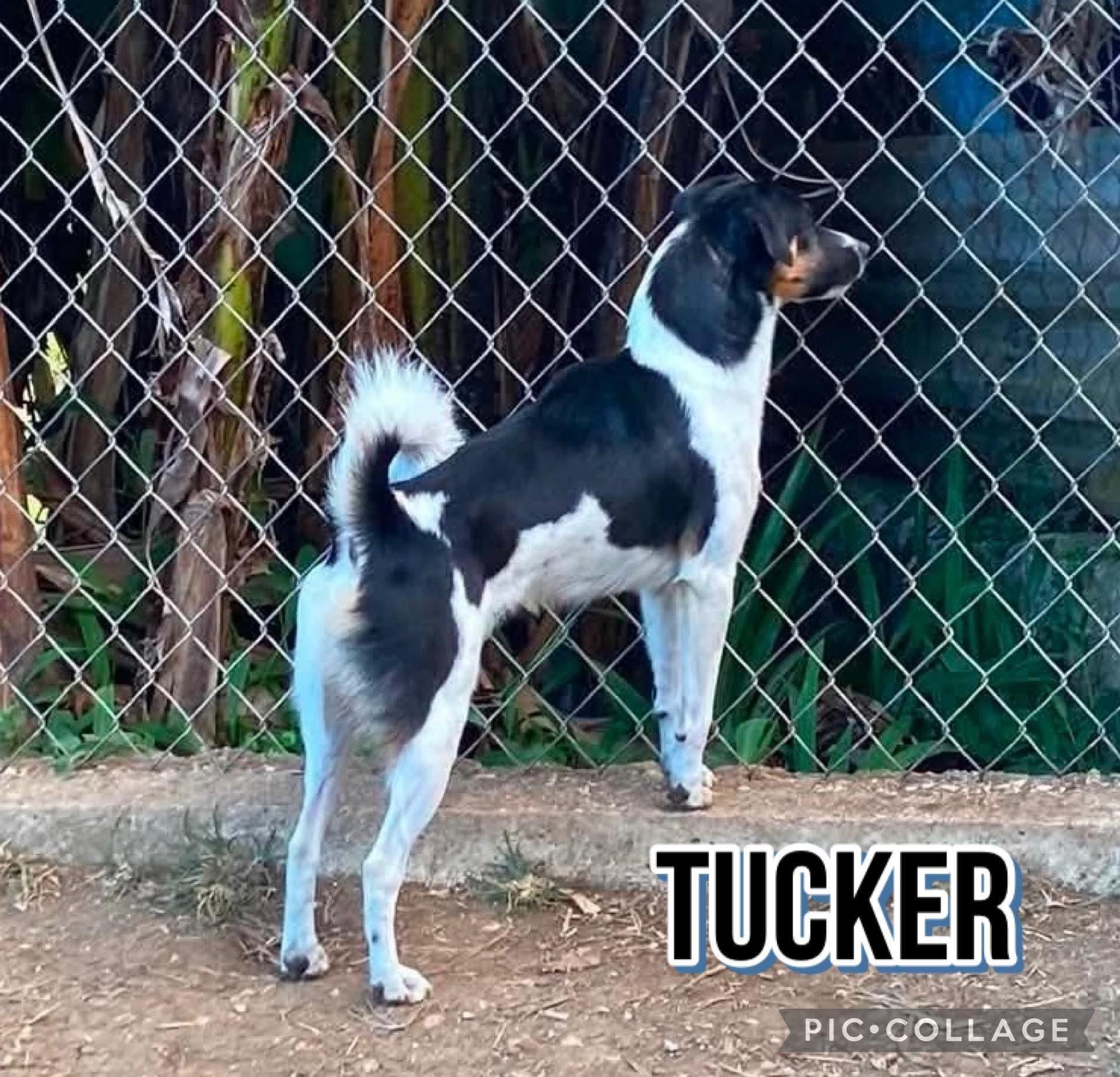 Enlarge Tucker, a Adoptable mixed breed in Milford, NH image 1/3