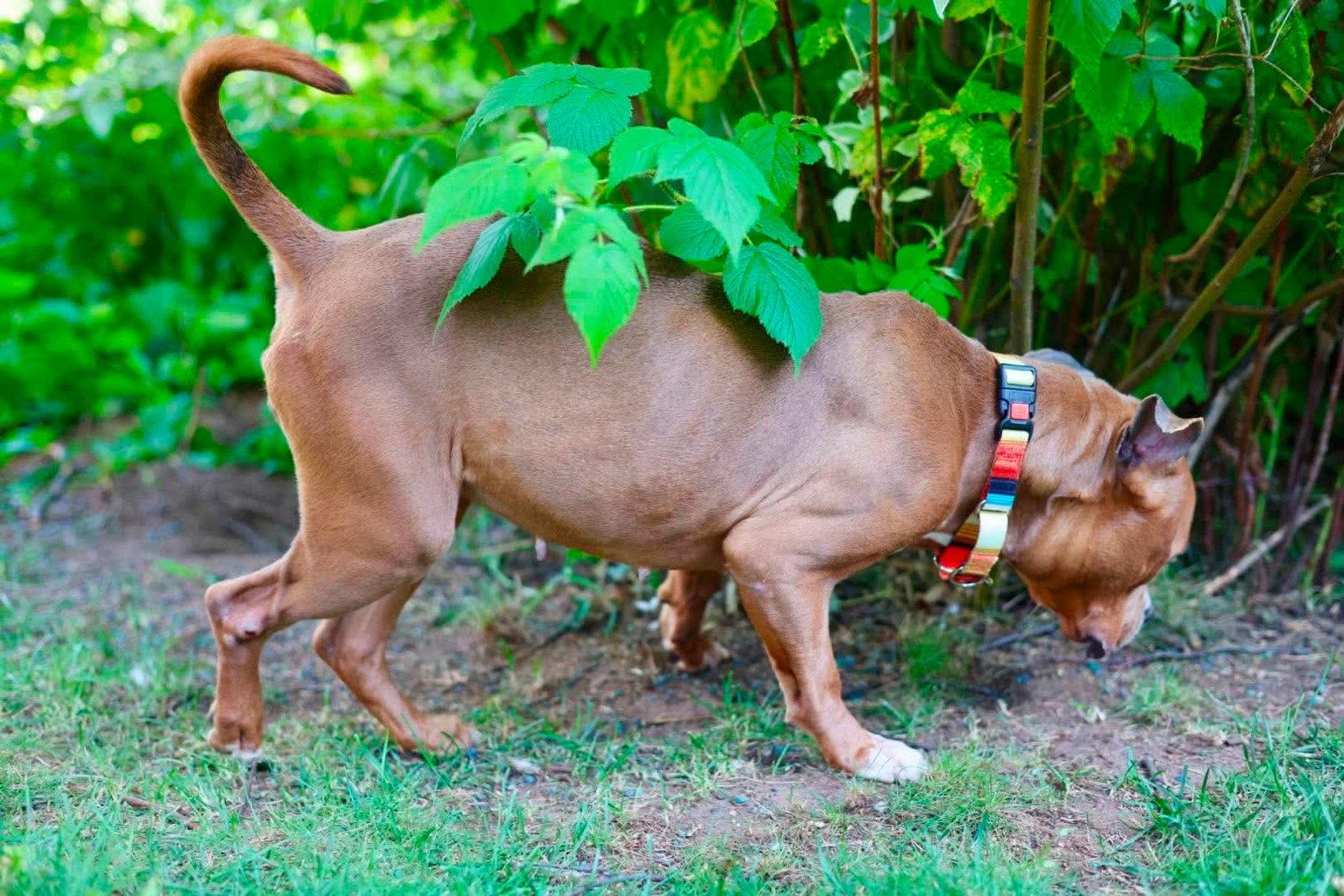 Enlarge Nyla, a Adoptable mixed breed in Duluth, MN image 1/3