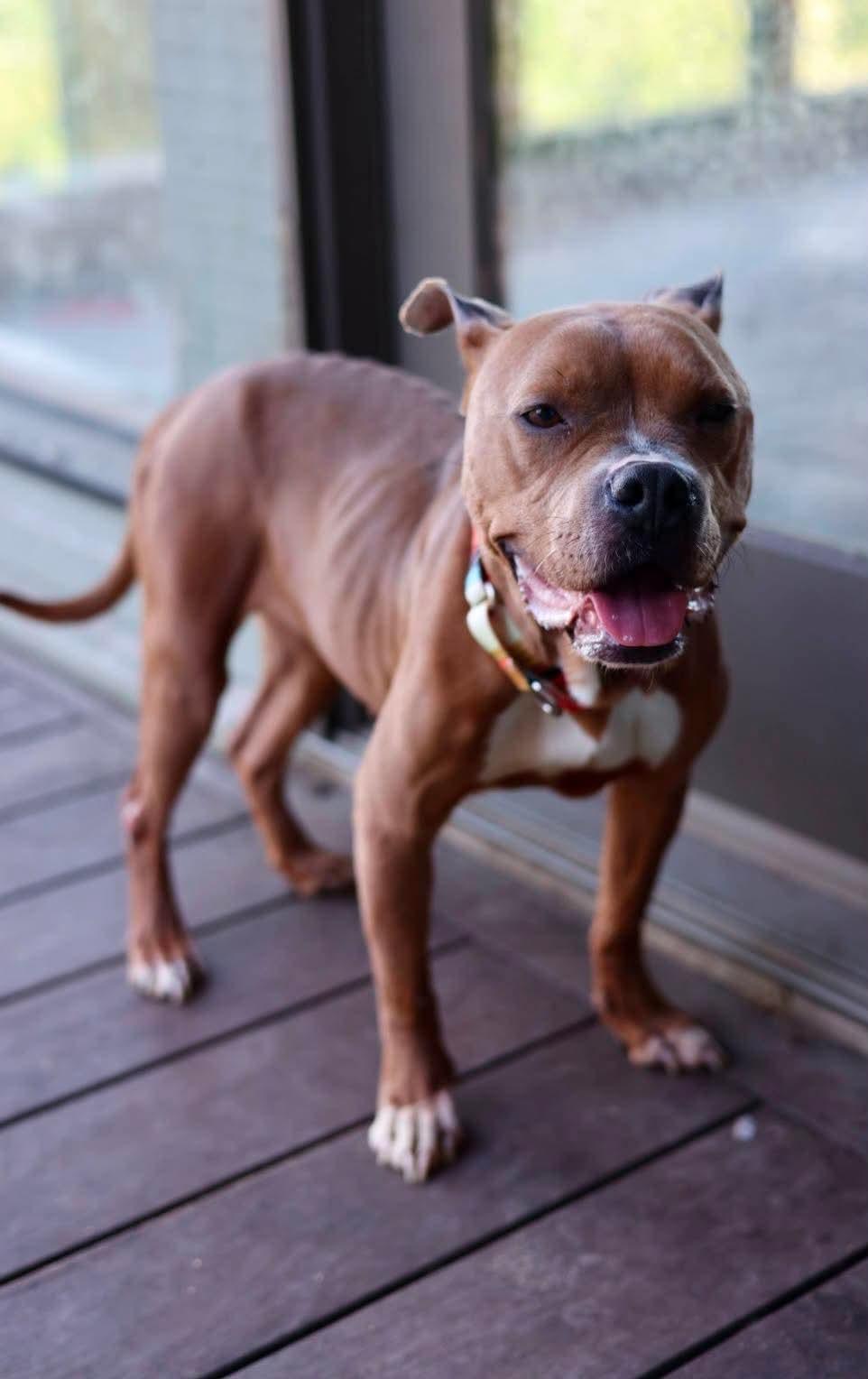 Enlarge Nyla, a Adoptable mixed breed in Duluth, MN image 2/3