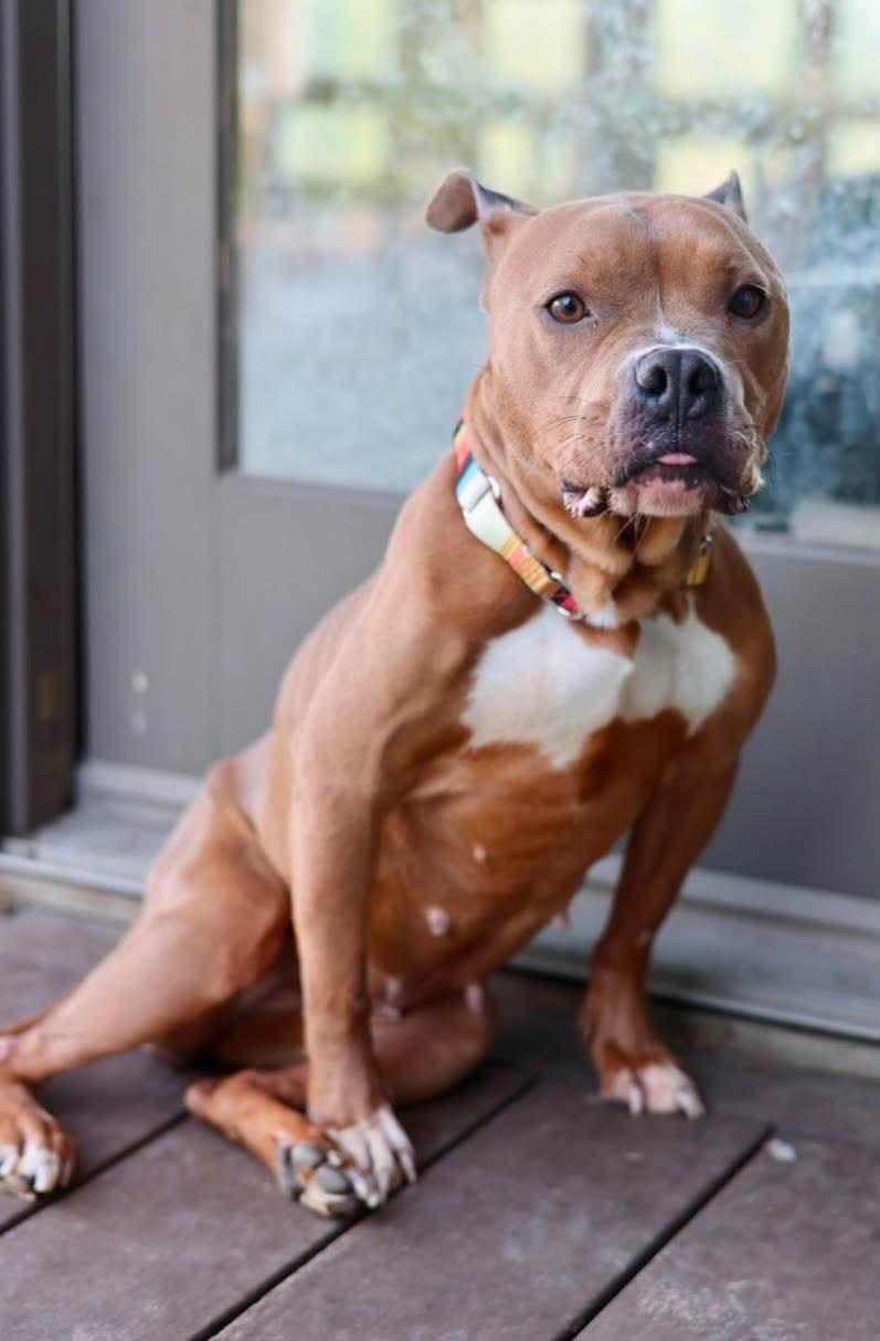 Enlarge Nyla, a Adoptable mixed breed in Duluth, MN image 3/3