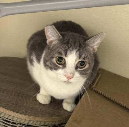 Kasen -Barn Cat OF120