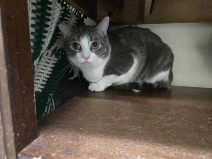 Kasen -Barn Cat OF120 — thumbnail 2