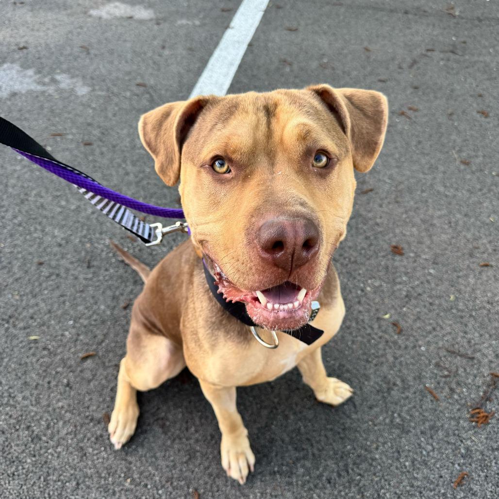 Knuckles, Adoptable, Adult Male Mastiff.