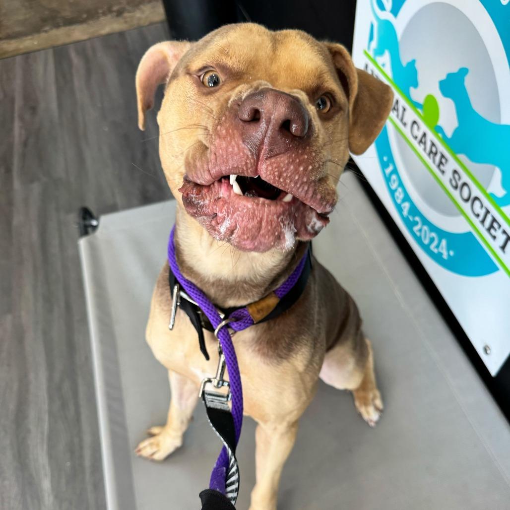 Knuckles, a Adoptable Mastiff in Louisville, KY image 2/6