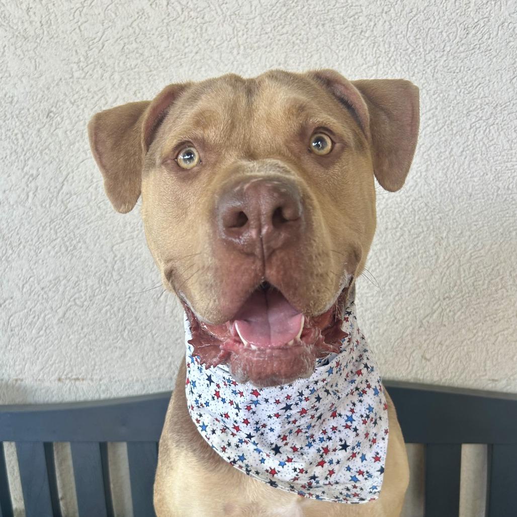 Knuckles, a Adoptable Mastiff in Louisville, KY image 3/6