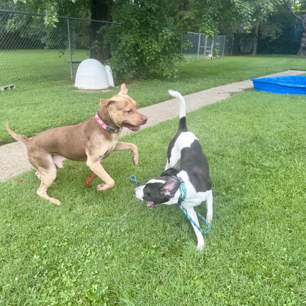 Knuckles, a Adoptable Mastiff in Louisville, KY image 4/6