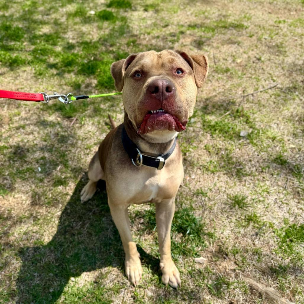 Knuckles, Adoptable, Adult Male Mastiff.
