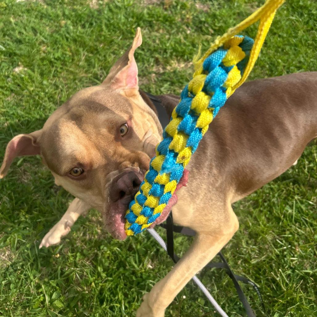 Enlarge Knuckles, a Adoptable Mastiff in Louisville, KY image 2/6