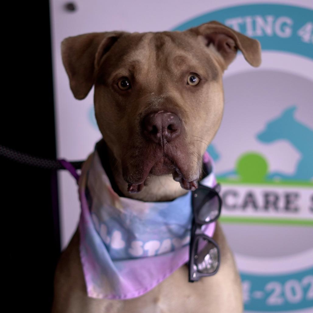 Enlarge Knuckles, a Adoptable Mastiff in Louisville, KY image 3/6
