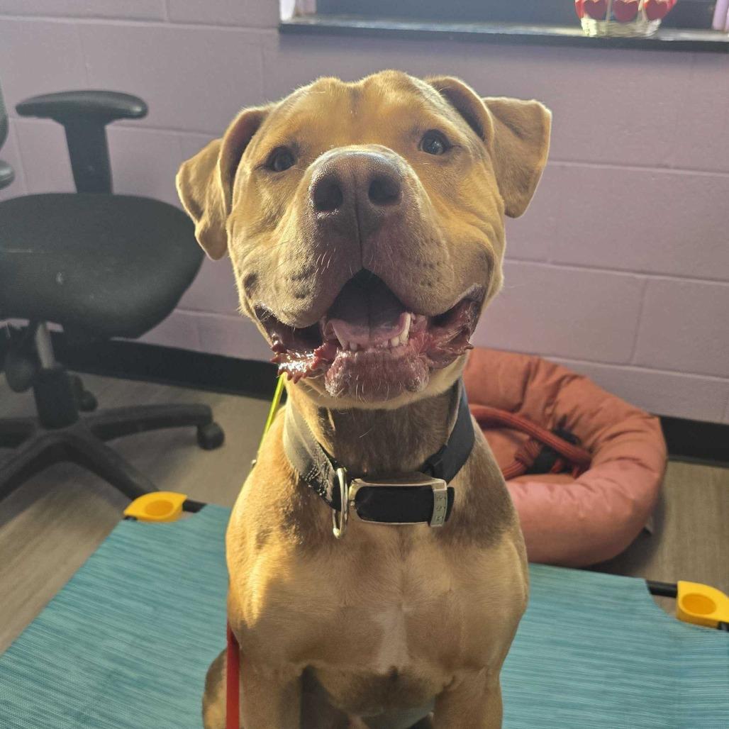 Enlarge Knuckles, a Adoptable Mastiff in Louisville, KY image 3/6