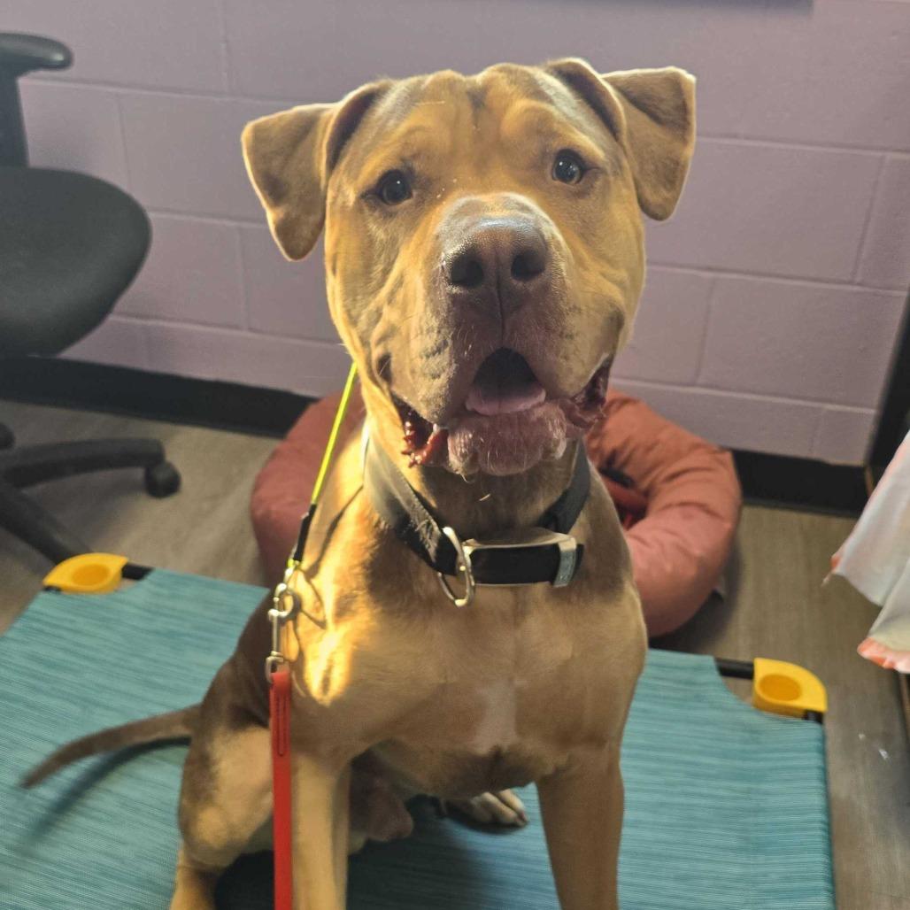 Enlarge Knuckles, a Adoptable Mastiff in Louisville, KY image 4/6