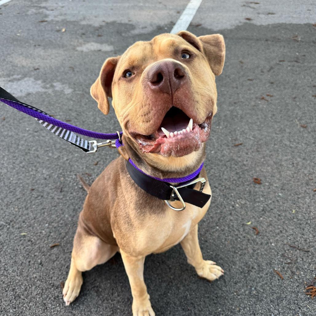 Enlarge Knuckles, a Adoptable Mastiff in Louisville, KY image 5/6