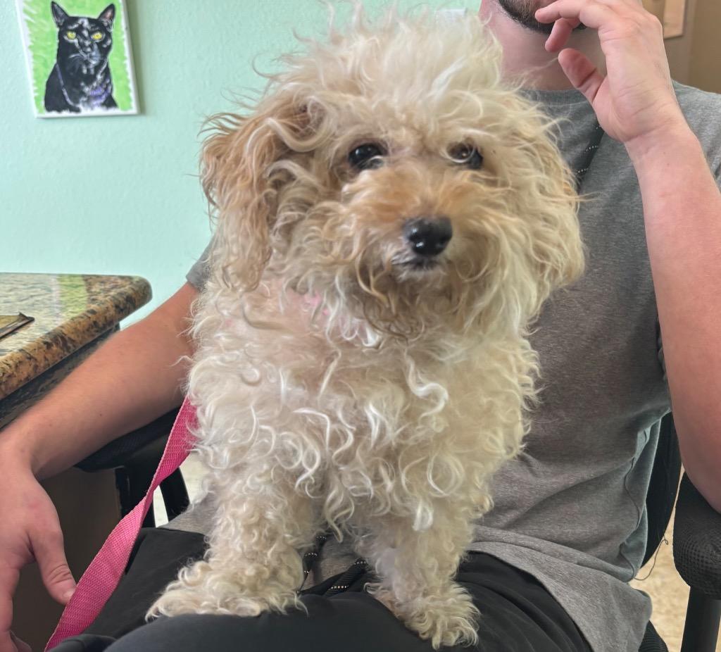 Luna, Adoptable, Senior Female Maltese.