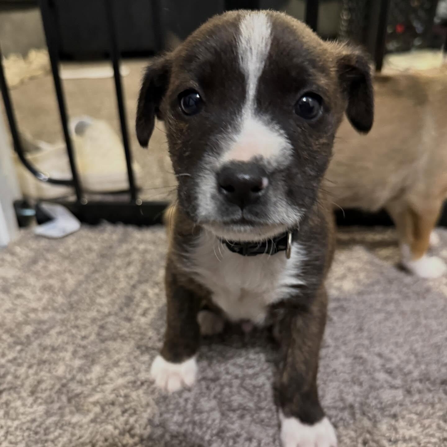 Enlarge Luka, a ADOPTABLE mixed breed in Waxhaw, NC image 2/2