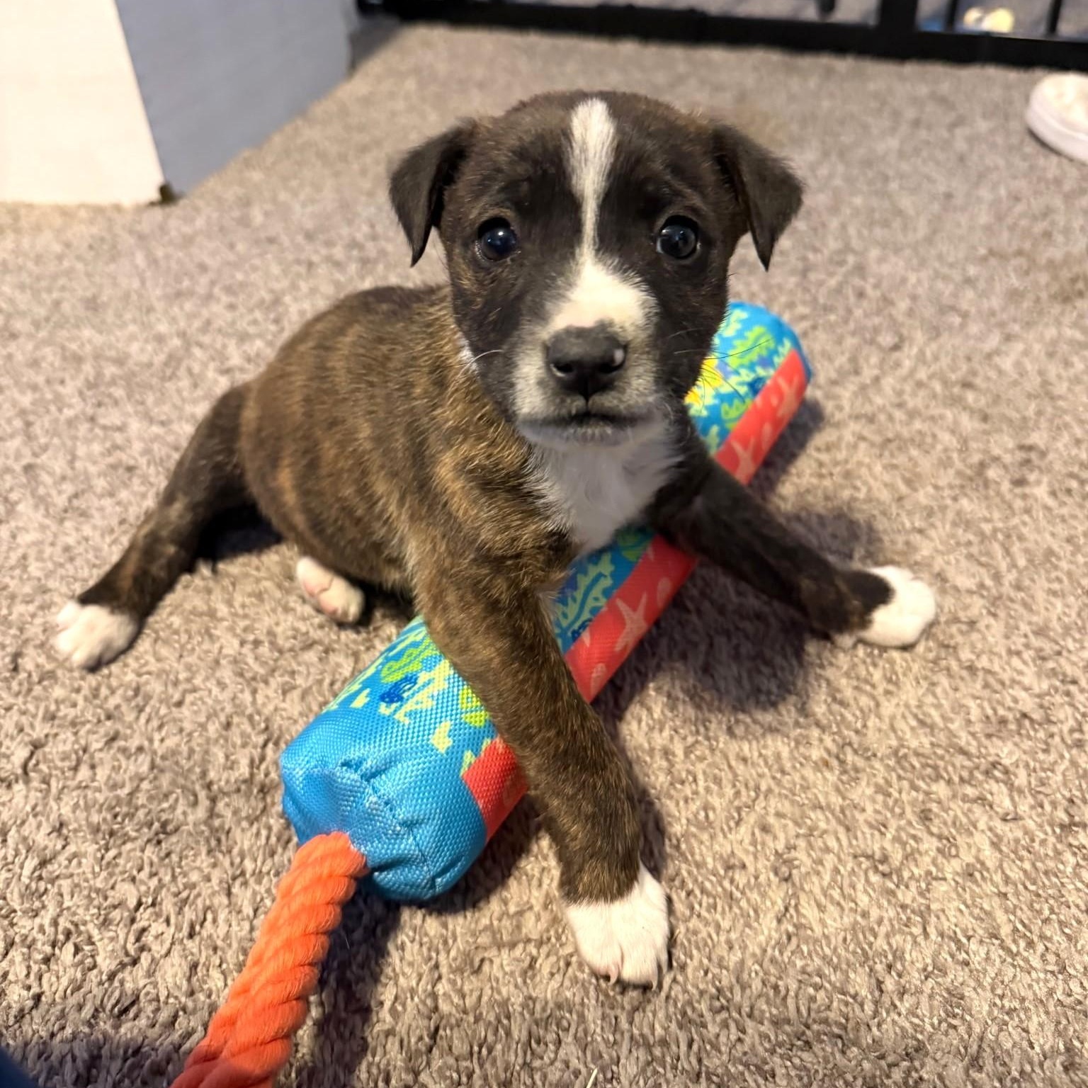 Enlarge Luka, a ADOPTABLE mixed breed in Waxhaw, NC image 1/2