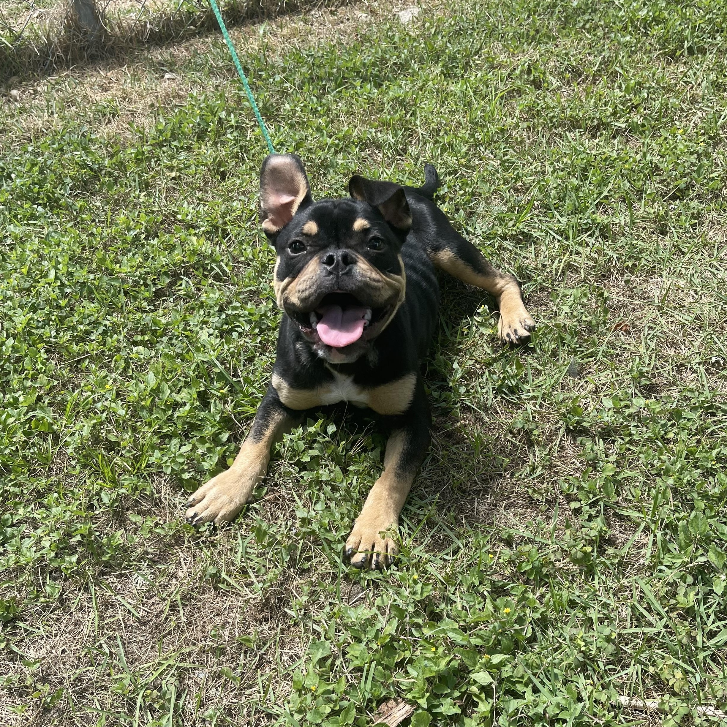 Scoop, ADOPTABLE, Puppy Male French Bulldog.