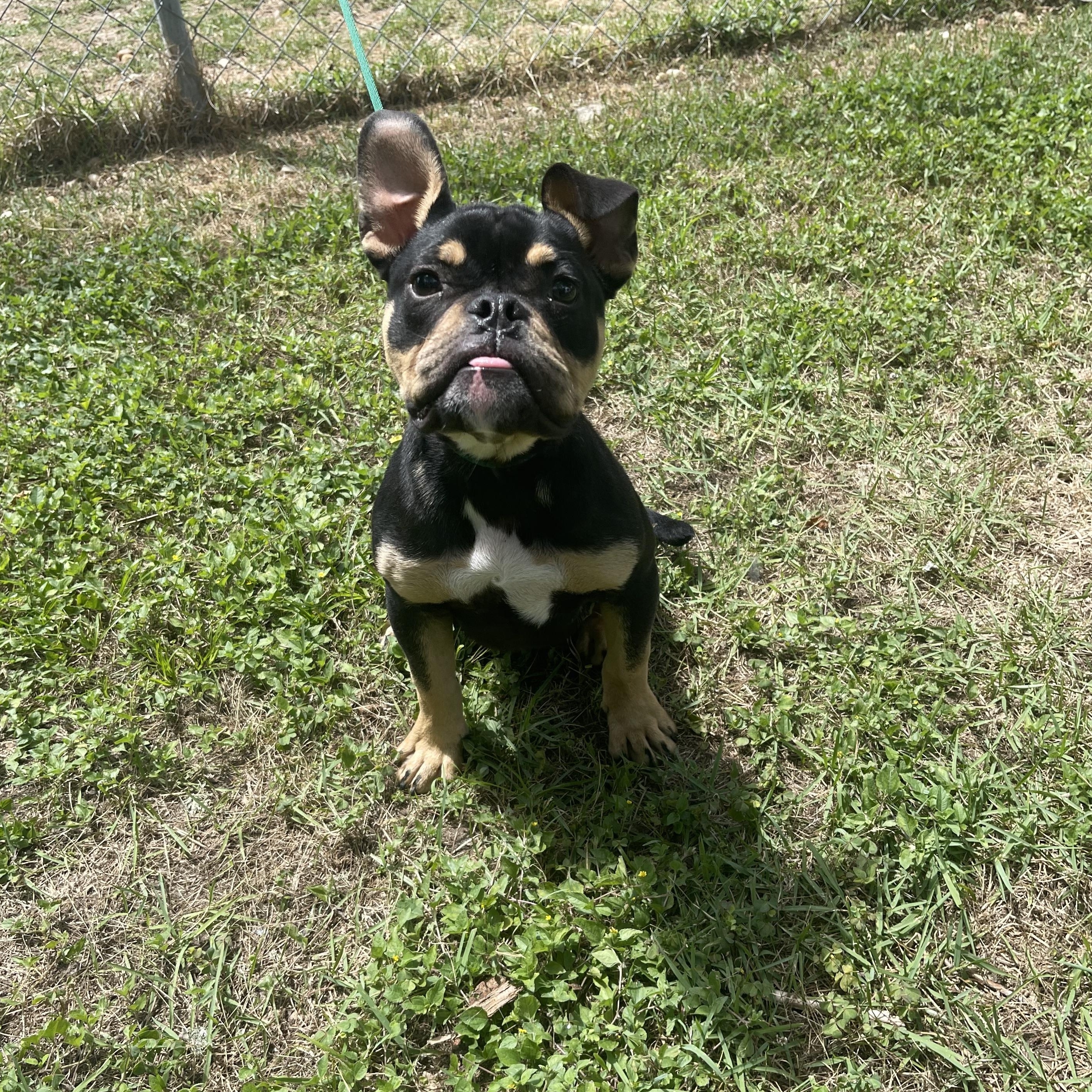 Scoop, a ADOPTABLE mixed breed in Tallahassee, FL image 2/2