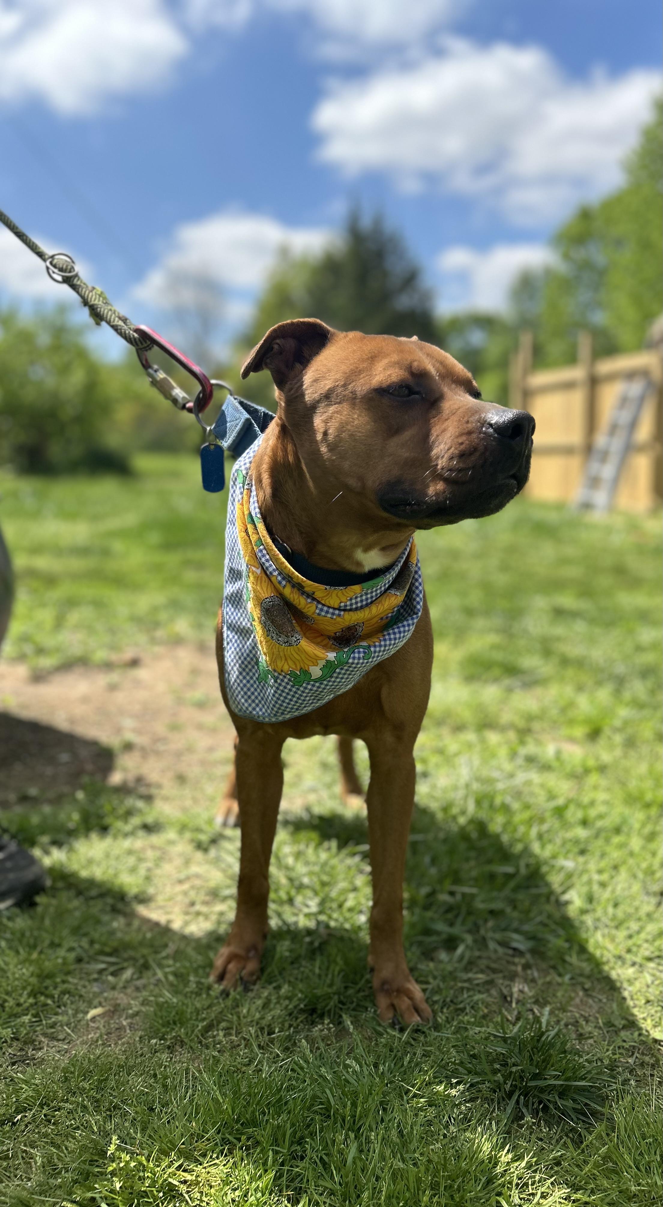 Johnny, a Adopted mixed breed in Scottsville, KY image 1/6