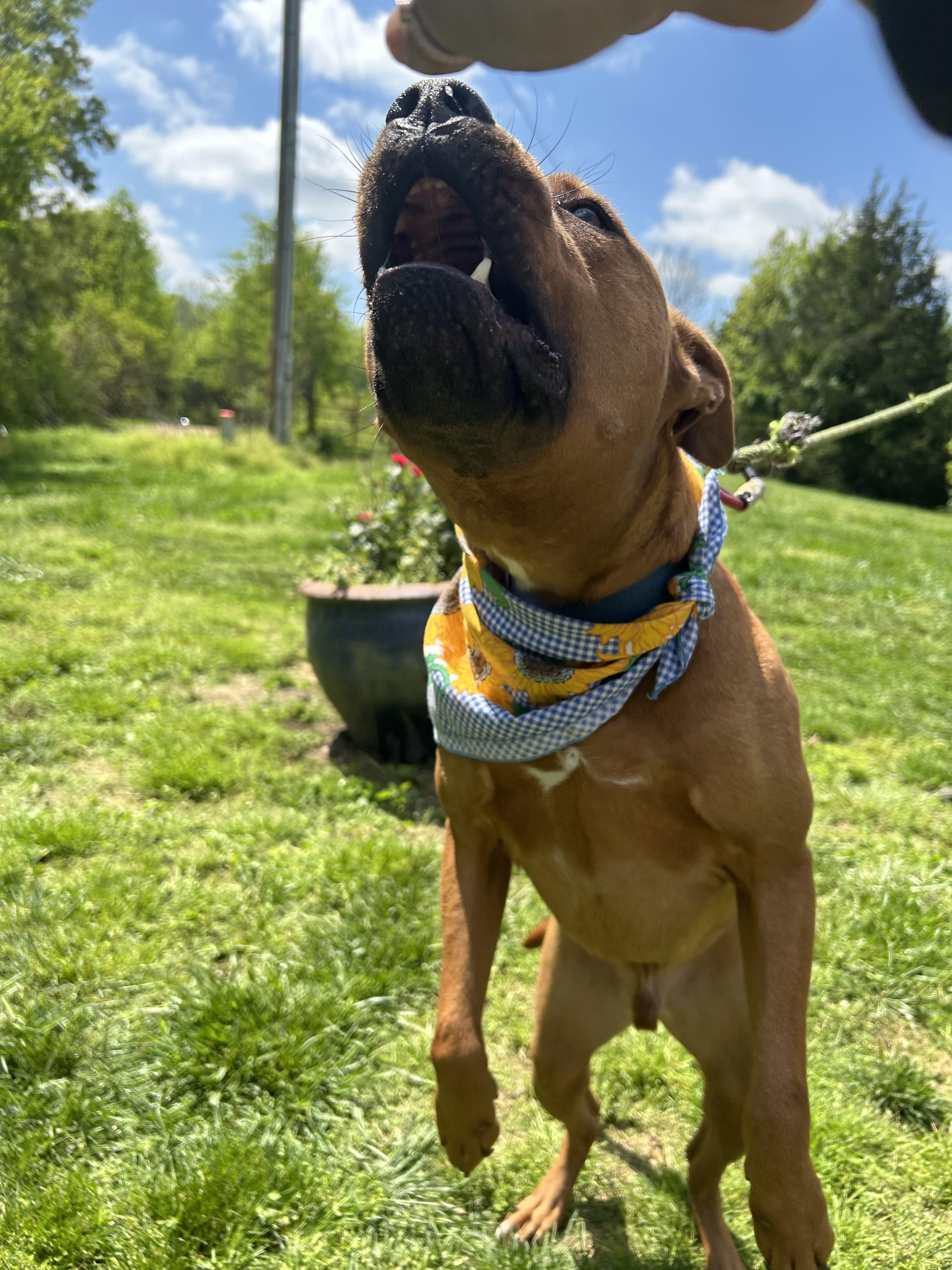 Johnny, a Adopted mixed breed in Scottsville, KY image 2/6