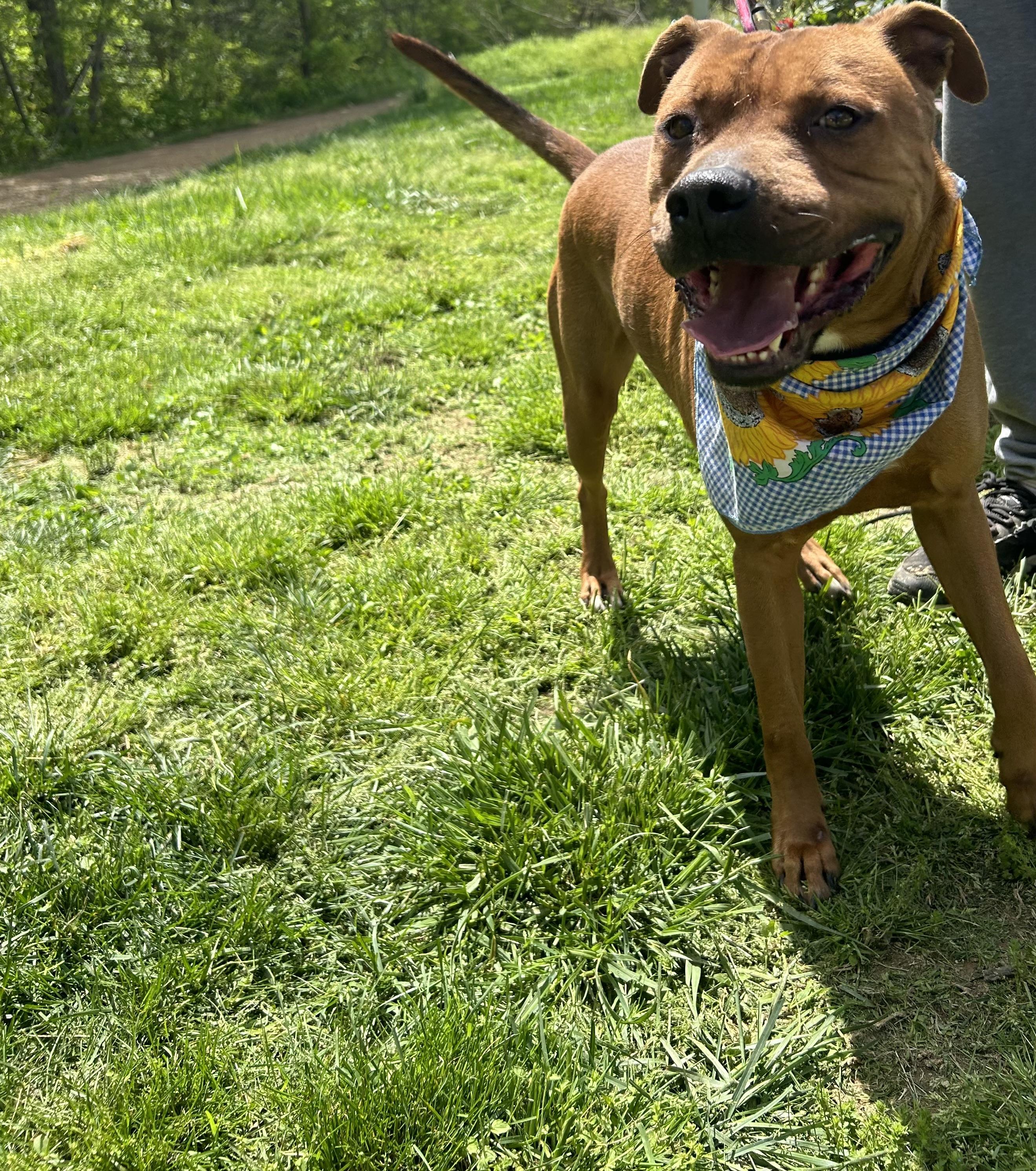 Johnny, a Adopted mixed breed in Scottsville, KY image 3/6