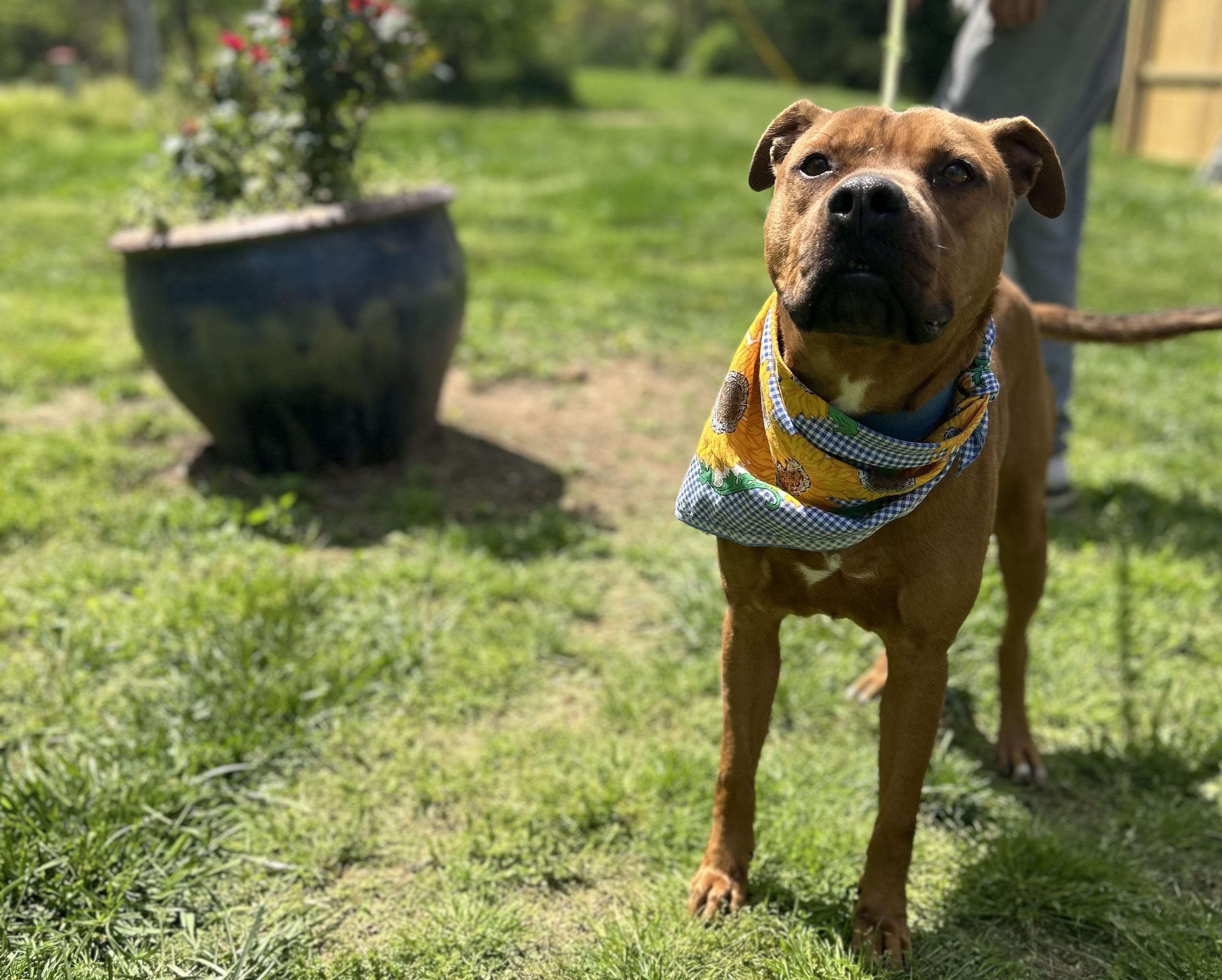 Johnny, a Adopted mixed breed in Scottsville, KY image 4/6