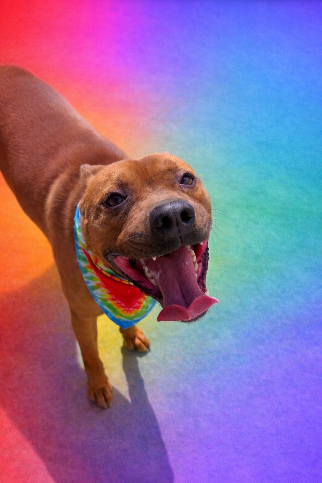 Enlarge Johnny, an adoptable mixed breed in Scottsville, KY image 2/6