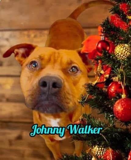Enlarge Johnny, an adoptable mixed breed in Scottsville, KY image 6/6