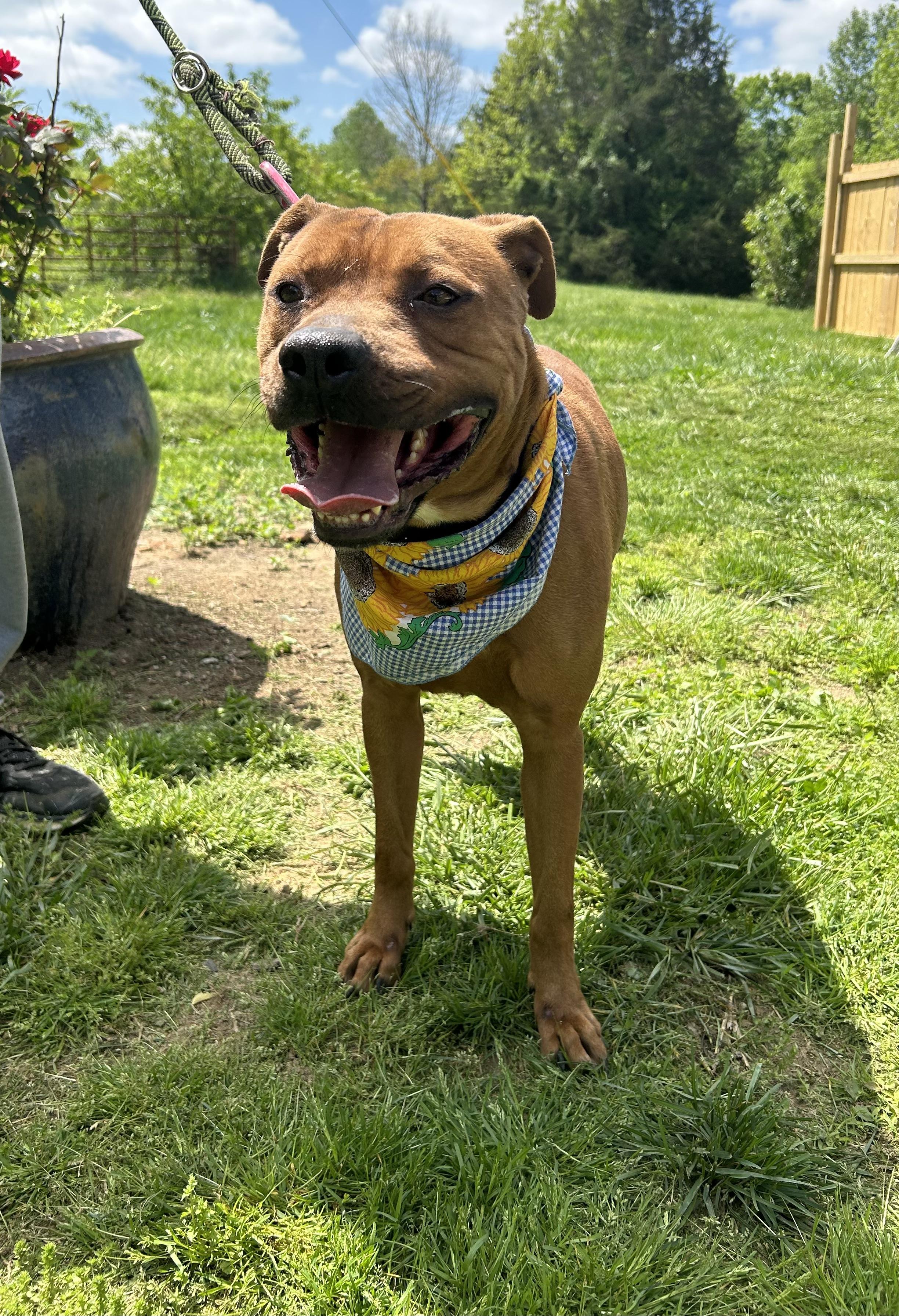 Johnny, a Adopted mixed breed in Scottsville, KY image 6/6