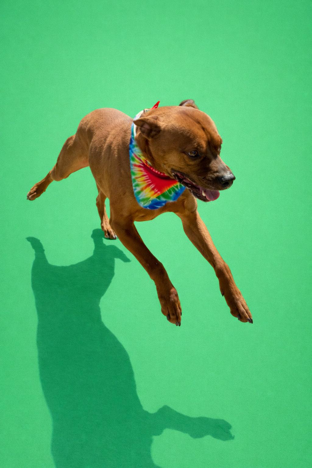 Enlarge Johnny, an adoptable mixed breed in Scottsville, KY image 3/6