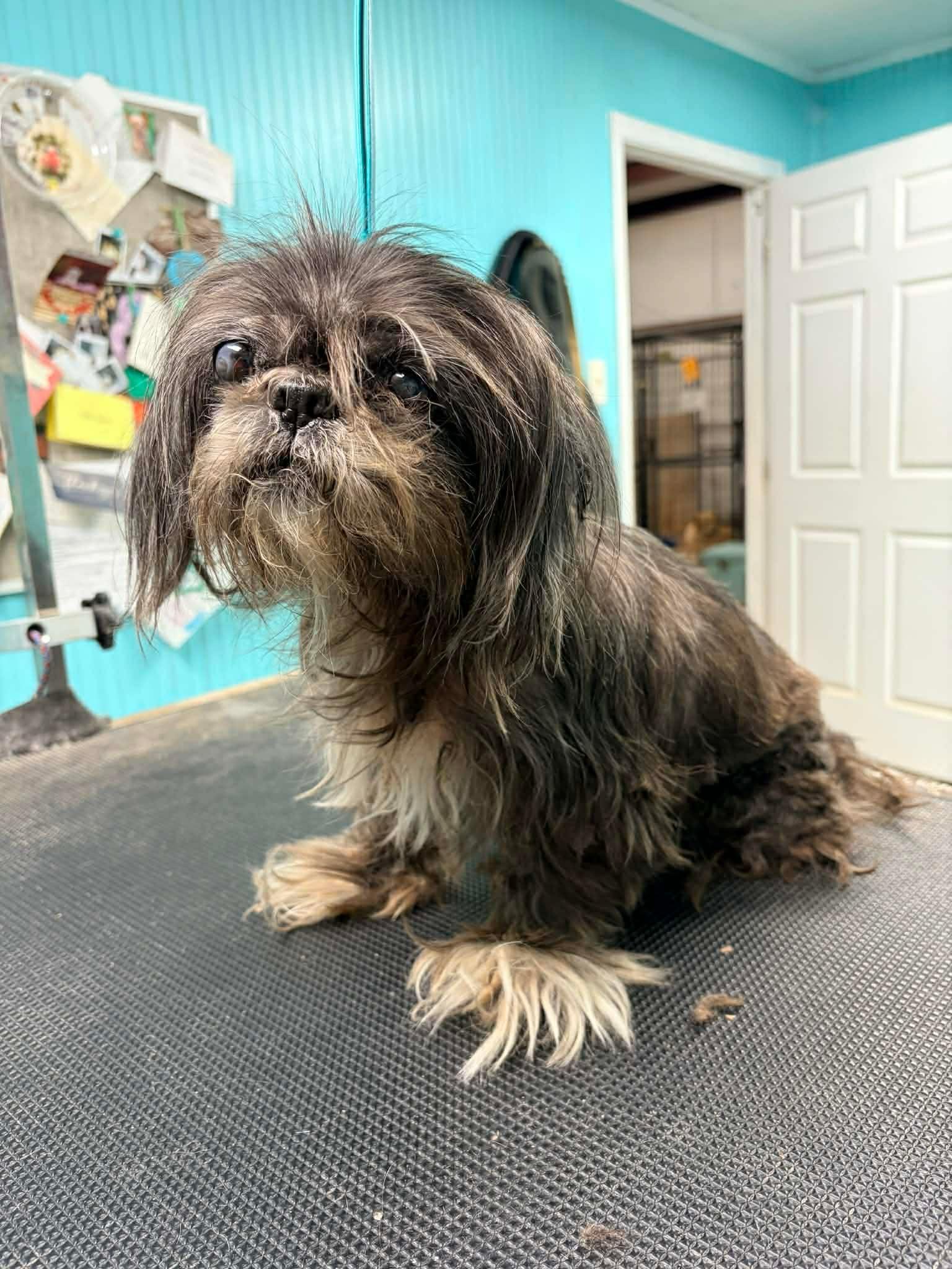 Enlarge Sophie Gargaro, a Adoptable Shih Tzu in Saunderstown, RI image 1/3
