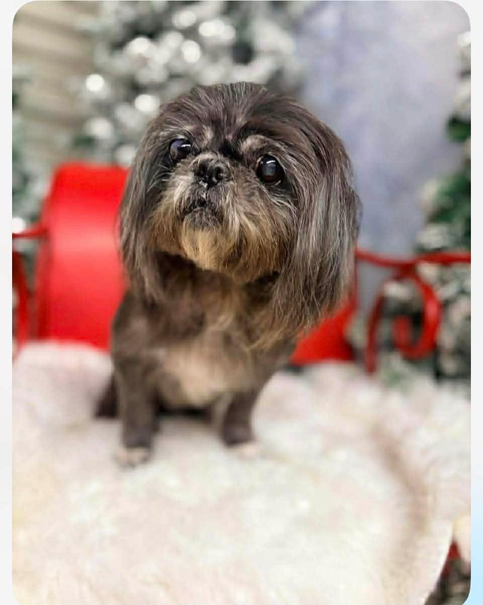 Enlarge Sophie Gargaro, a Adoptable Shih Tzu in Saunderstown, RI image 2/3