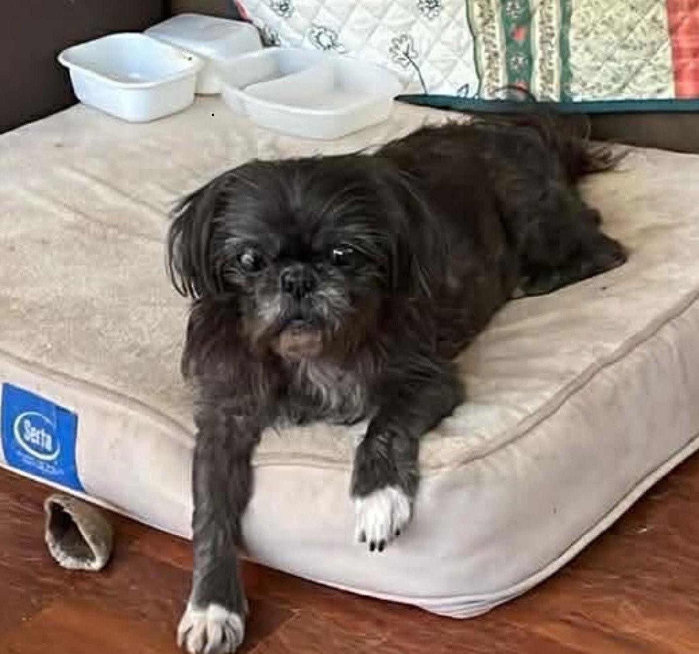 Enlarge Sophie Gargaro, a Adoptable Shih Tzu in Saunderstown, RI image 3/3