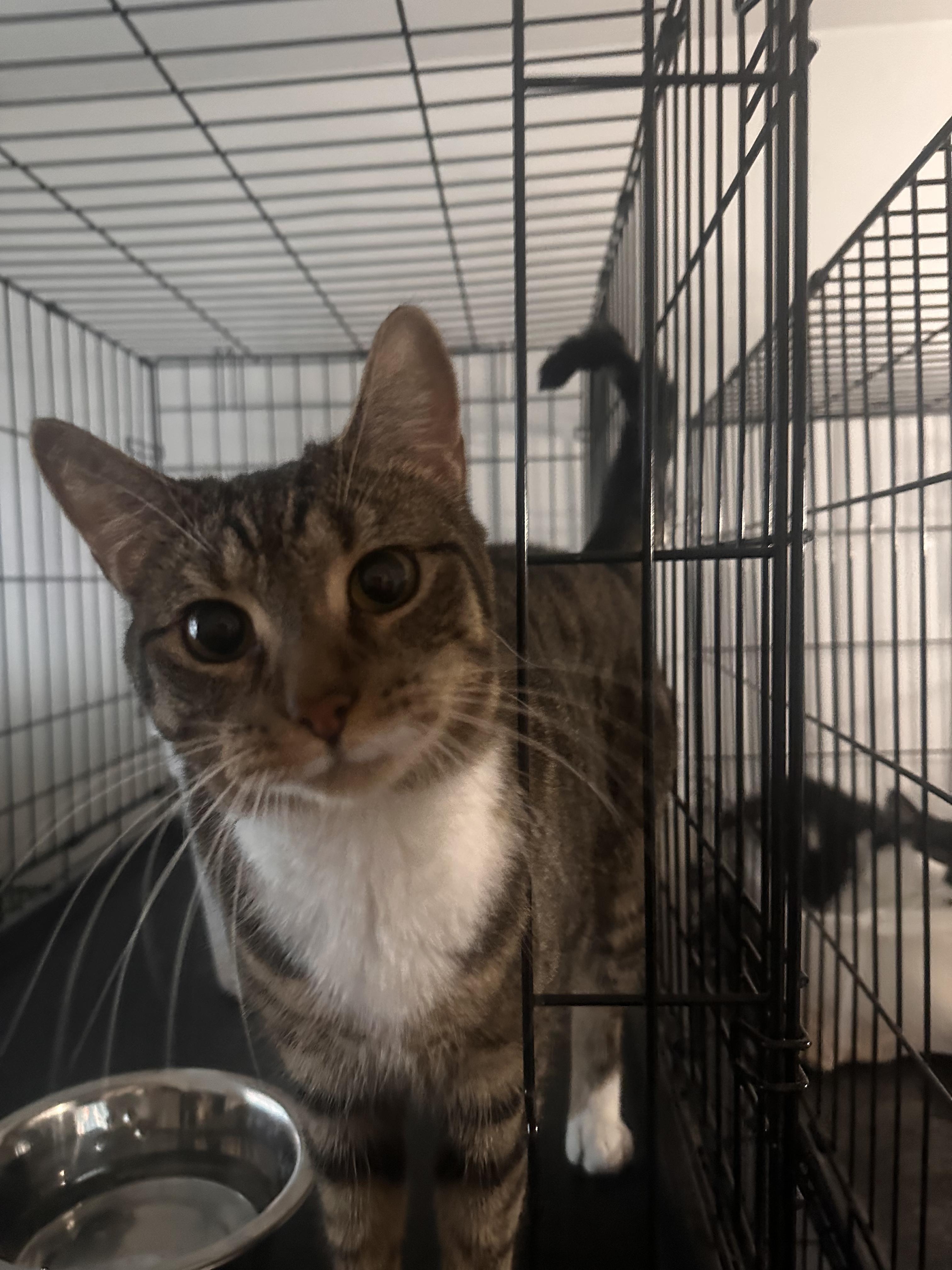 Carmen, Adoptable, Adult Female Domestic Short Hair.