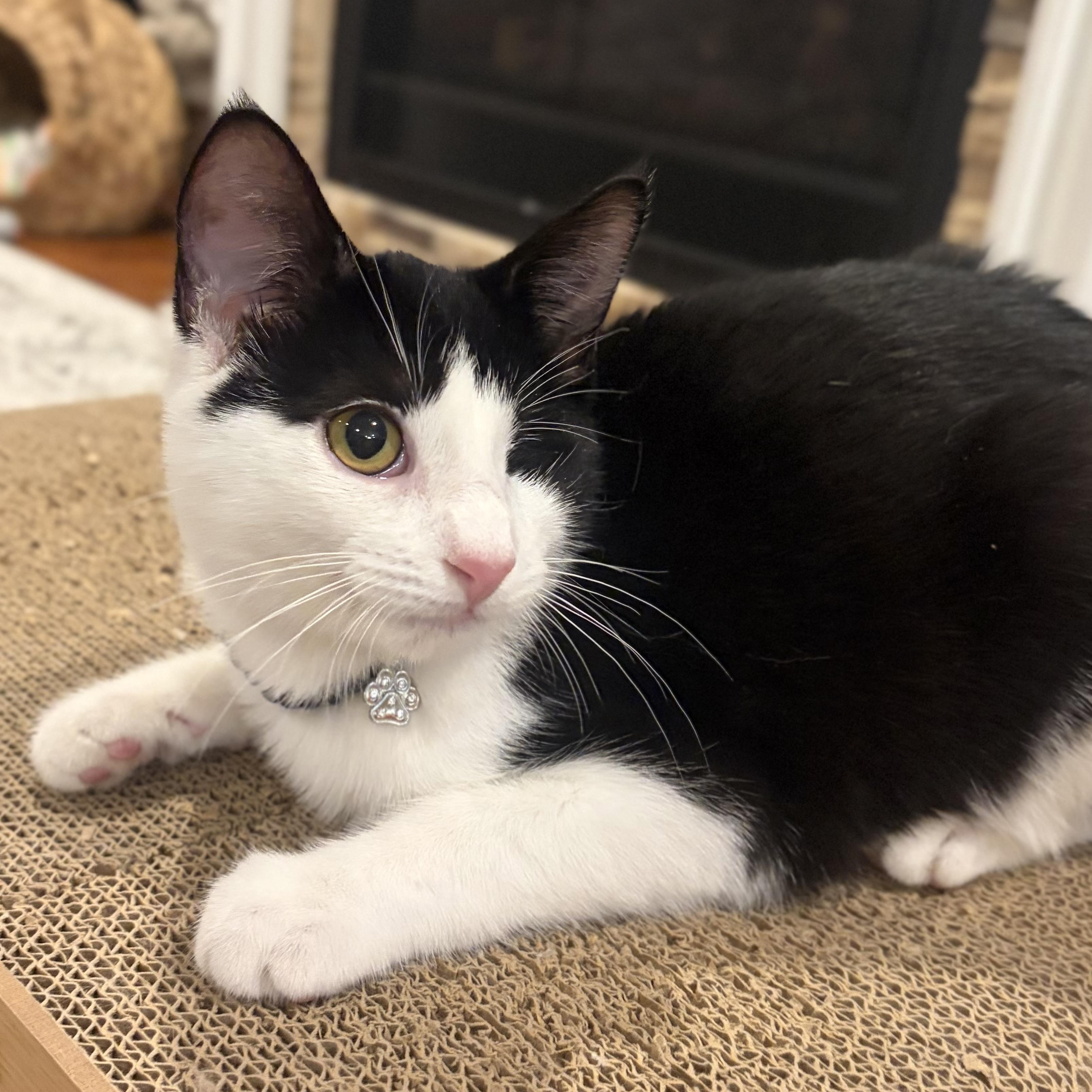Enlarge Plankton, a Adoptable Domestic Short Hair in Scranton, PA image 5/6