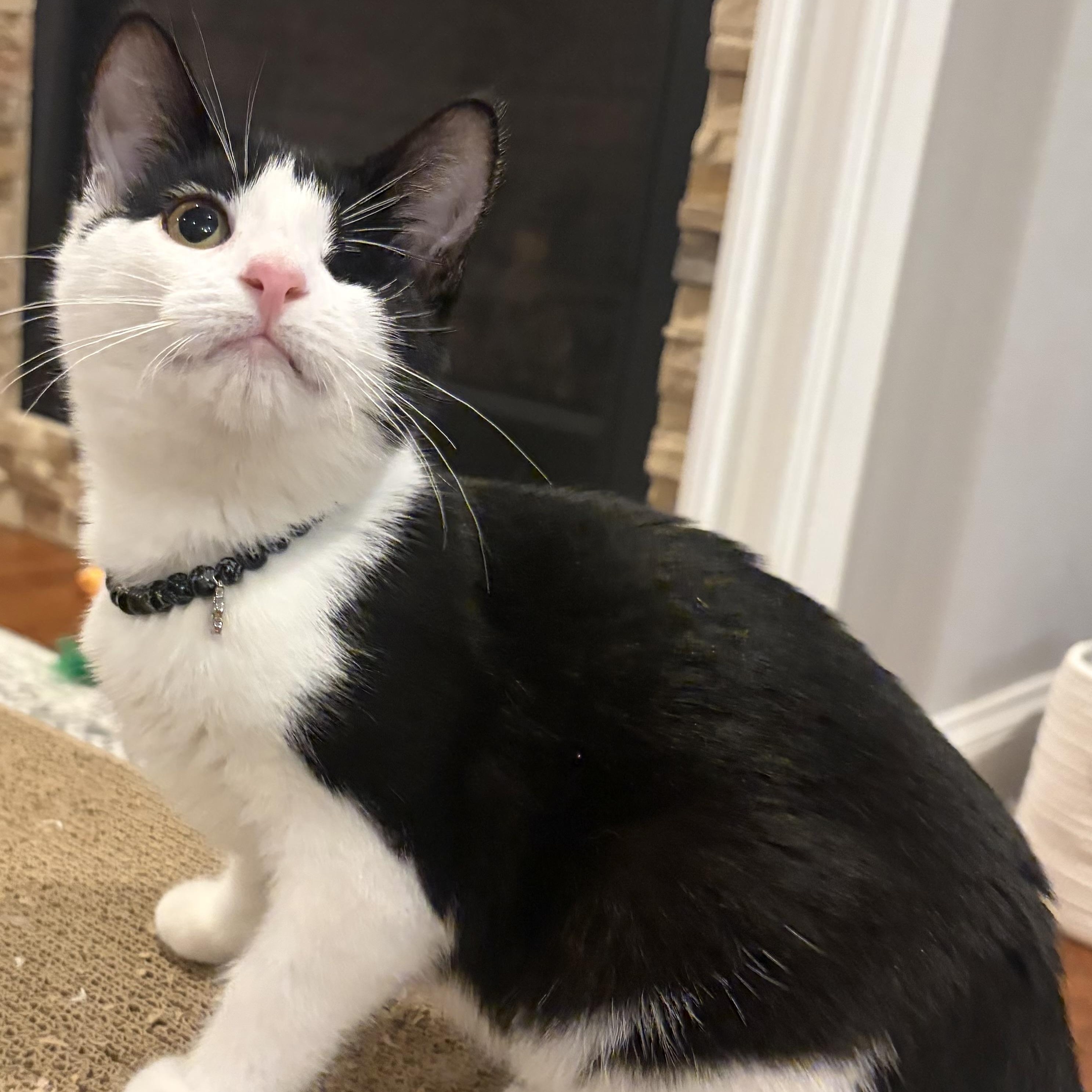 Plankton, Adoptable, Kitten Male Domestic Short Hair.