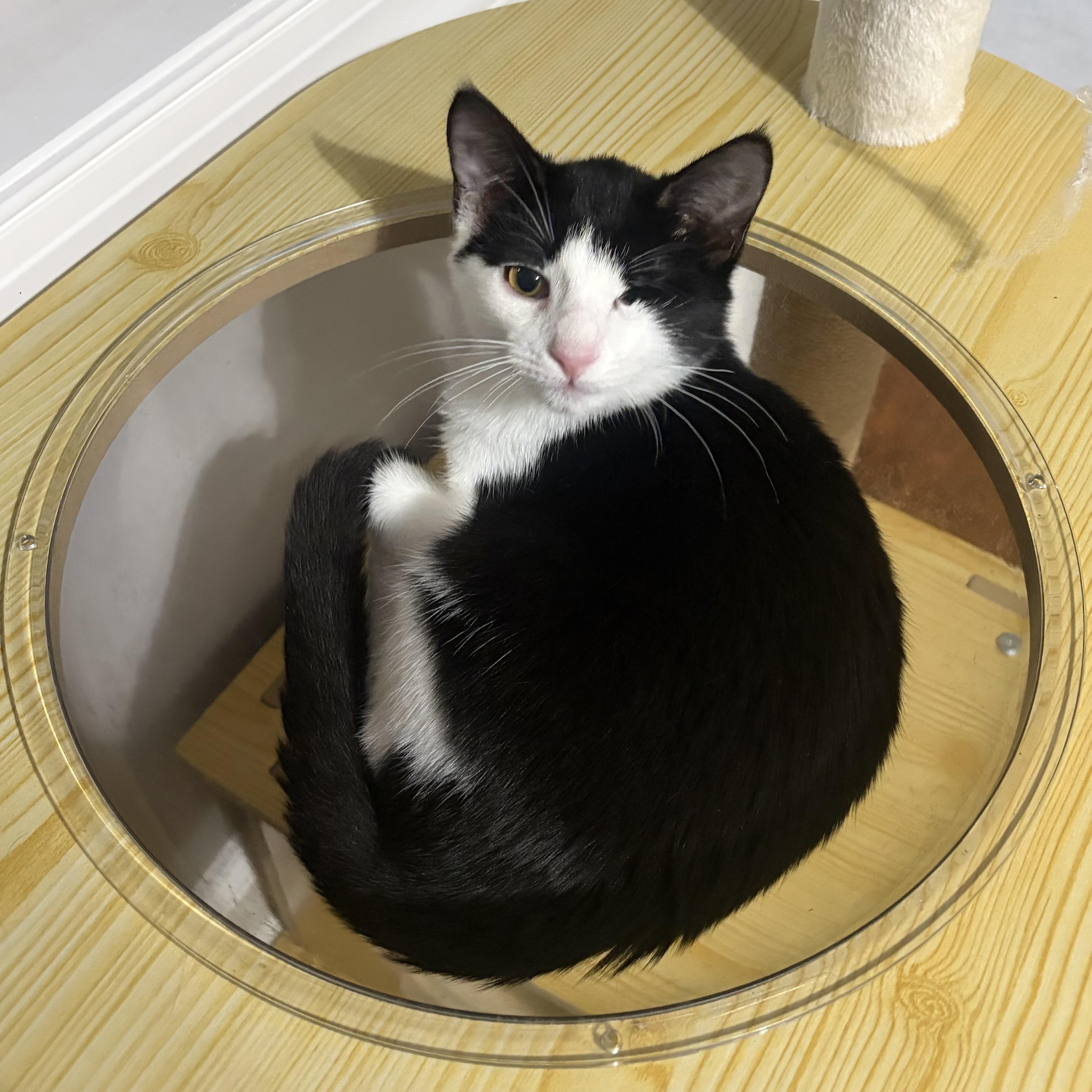 Enlarge Plankton, a Adoptable Domestic Short Hair in Scranton, PA image 3/6