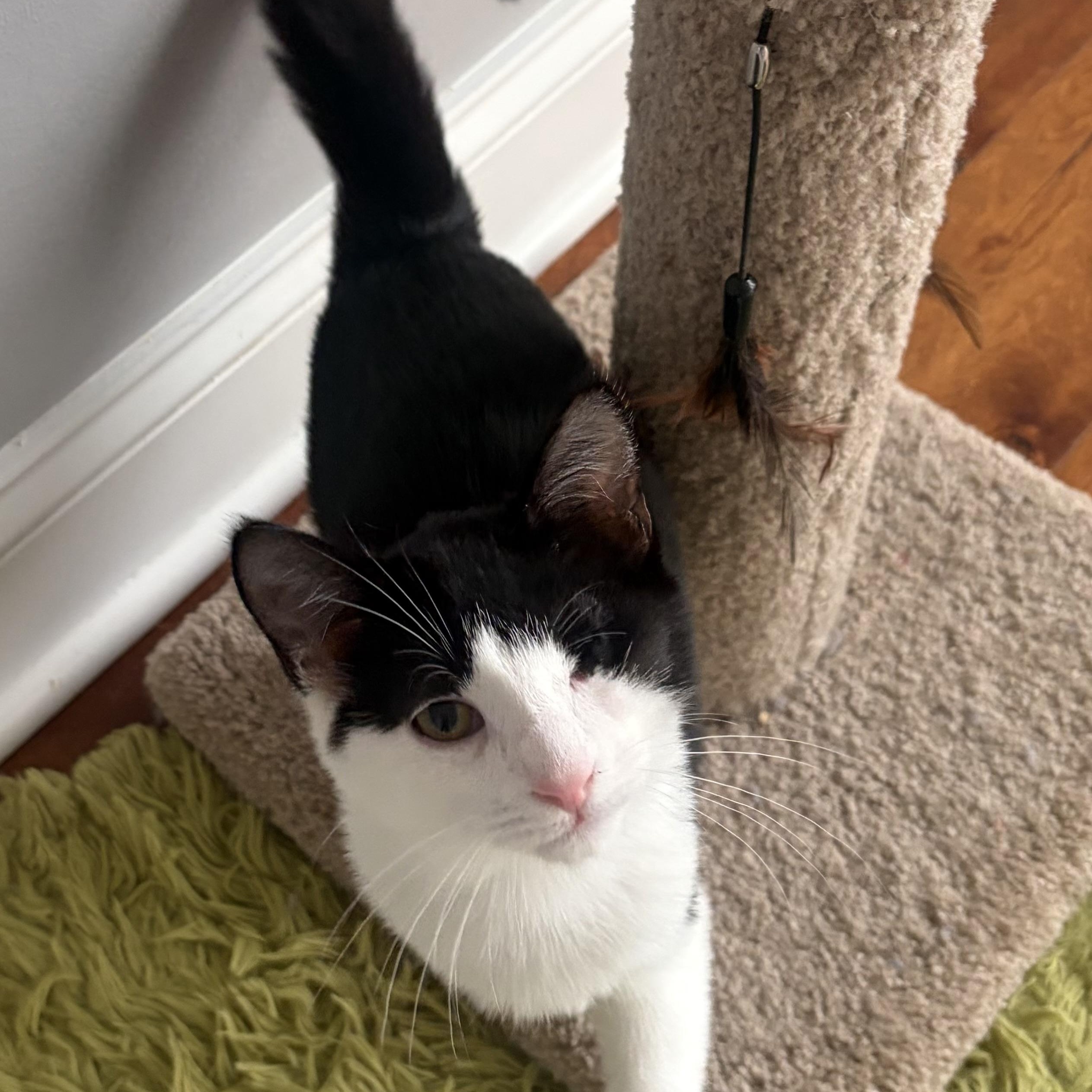 Enlarge Plankton, a Adoptable Domestic Short Hair in Scranton, PA image 4/6