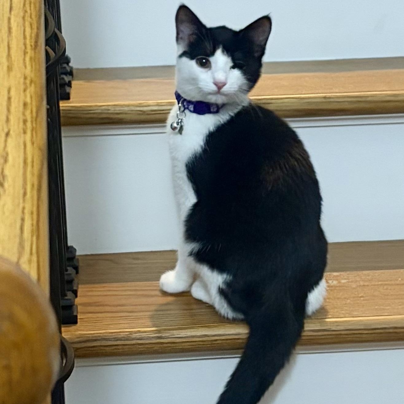 Enlarge Plankton, a Adoptable Domestic Short Hair in Scranton, PA image 6/6